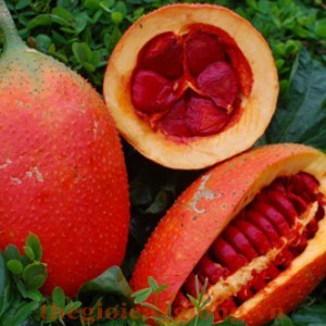 Cây gấc giống