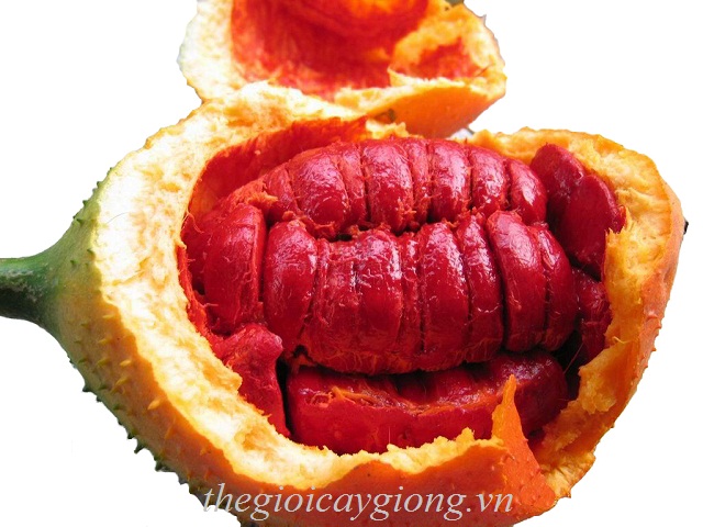 cây gấc giống