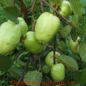 Cây ổi không hạt