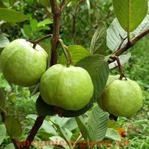 Cây ổi Nữ Hoàng