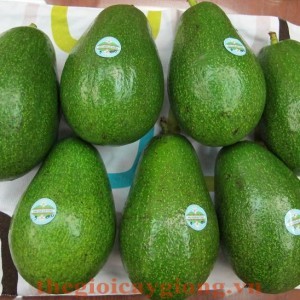 Giống cây bơ sáp