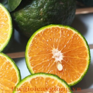 Giống cây cam sành