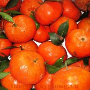 Giống cây cam đường canh