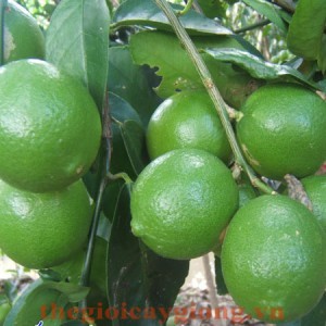 Giống cây chanh không hạt