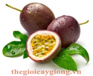 Giống cây tranh leo Giống cây tranh leo