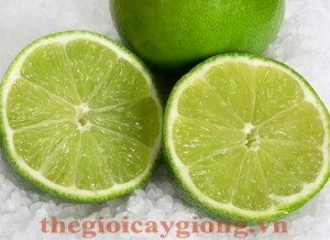 Giống cây chanh ta