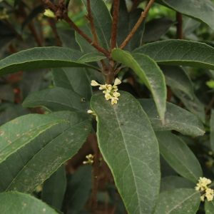 🌿Cây giống hoa mộc hương