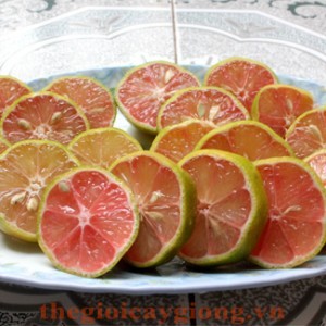 Giống cây chanh đào