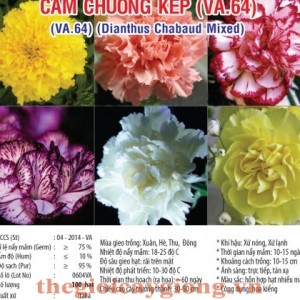 CẨM CHƯỚNG KÉP
