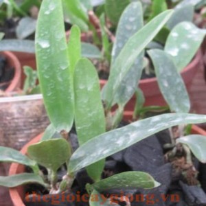 Cattleya 6-9 Tháng Tuổi