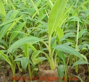 Giống cây chuối tây