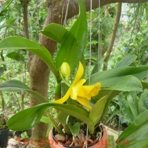 Cattleya Ra Hoa