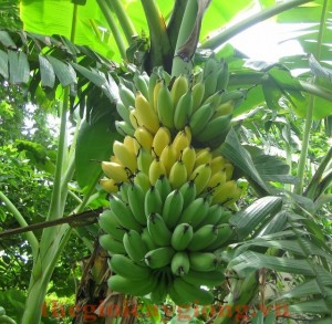 Giống cây chuối tây Thái Lan Giống cây chuối tây Thái Lan