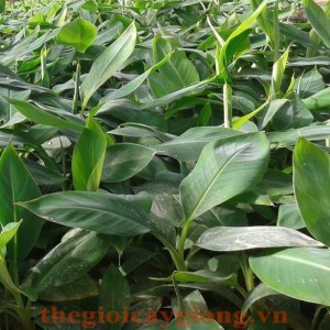 Giống cây chuối tiêu hồng