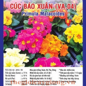 CÚC BÁO XUÂN