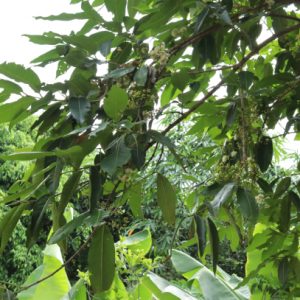 Cây vối giống