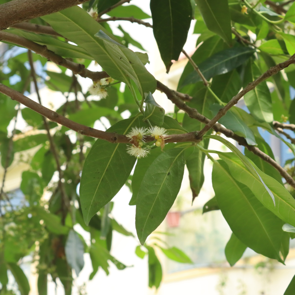 Vối 3.1