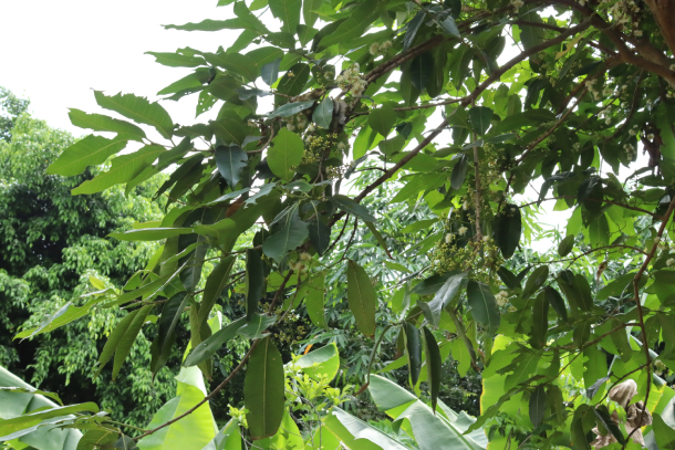 Vối 1.1