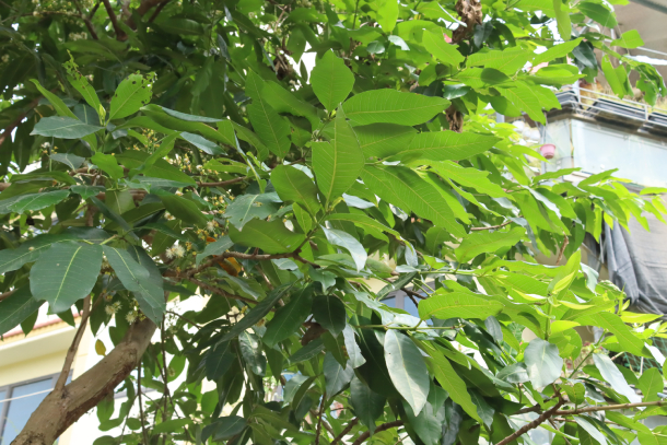 Vối 2.1