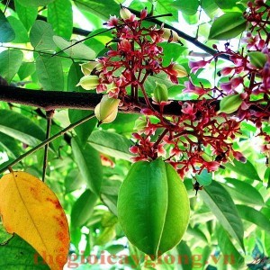 Giống cây khế chua