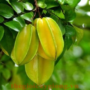 Giống cây khế ngọt