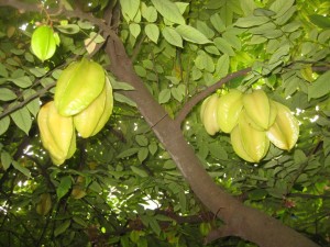 Giống cây khế ngọt 