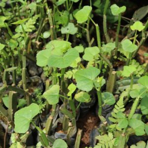 Cây giống chìa vôi 4 cạnh