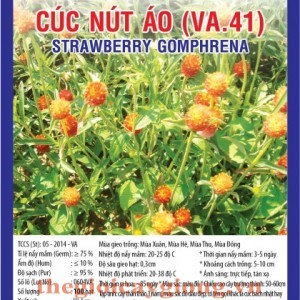 CÚC NÚT ÁO