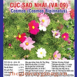 CÚC SAO NHÁI