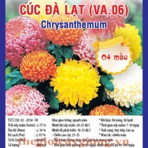 CÚC ĐÀ LẠT