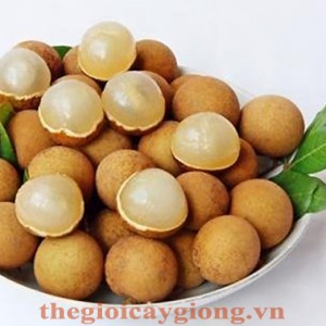 Giống cây nhãn muộn Hà Tây