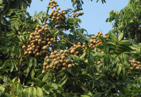 Giống cây nhãn muộn Hưng Yên