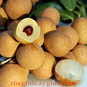 Giống cây nhãn muộn Hưng Yên