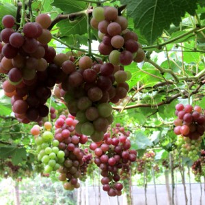 Giống cây nho Pháp