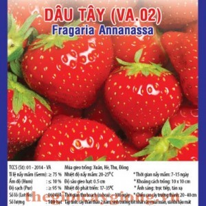 DÂU TÂY