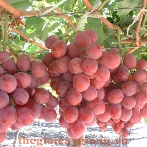Giống cây nho đỏ