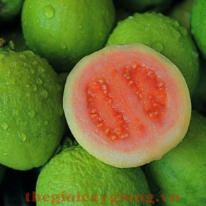 Giống cây ổi ruột đỏ
