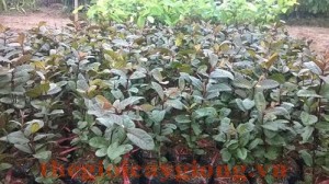 Giống cây ổi tím Malaisia