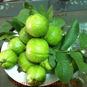 Giống cây ổi Đông Dư