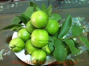 Giống cây ổi Đông Dư Giống cây ổi Đông Dư