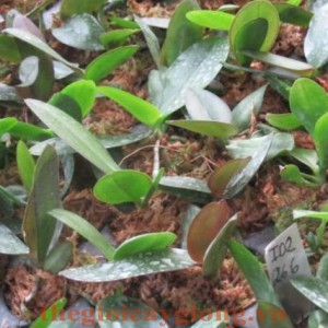 Hồ Điệp 1-3 Tháng