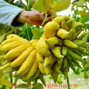 Giống cây phật thủ