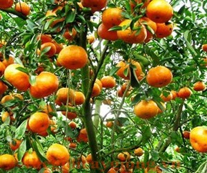 Giống cây quýt ngọt