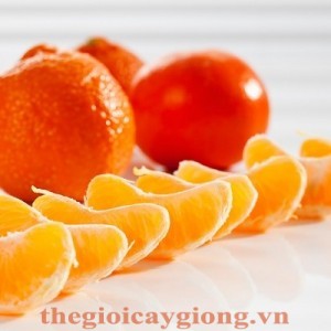 Giống cây quýt đường
