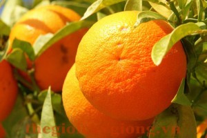 Giống cây quýt đường