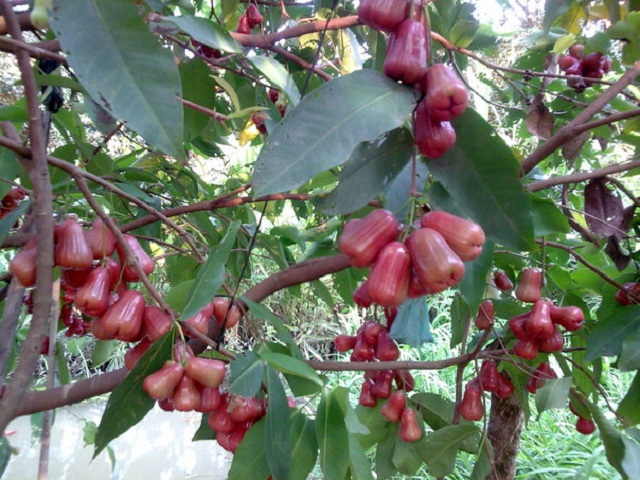 Giống cây roi đỏ Thái