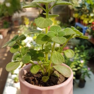 Nhất mạt hương (sen thơm) – chậu cảnh để bàn
