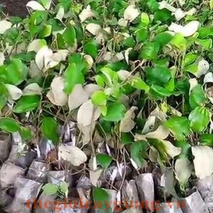 Giống cây táo lai lê Đài Loan