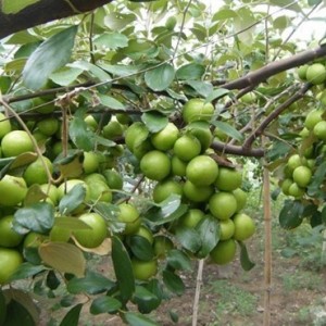 Giống cây táo Thái Lan