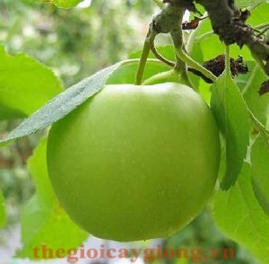 Giống cây táo đại